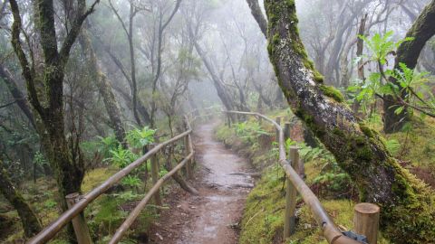 Camino dentro del bosque de laurisilva en el Parque Nacional de Garajonay