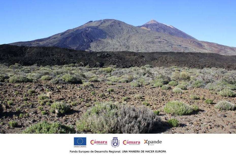 Retamas del Teide